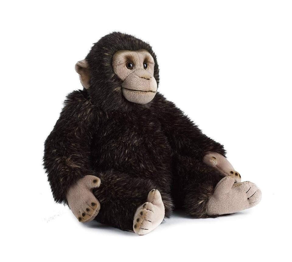 Living Nature Chimp