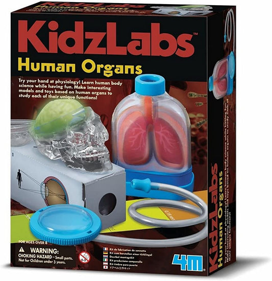 Human Organs