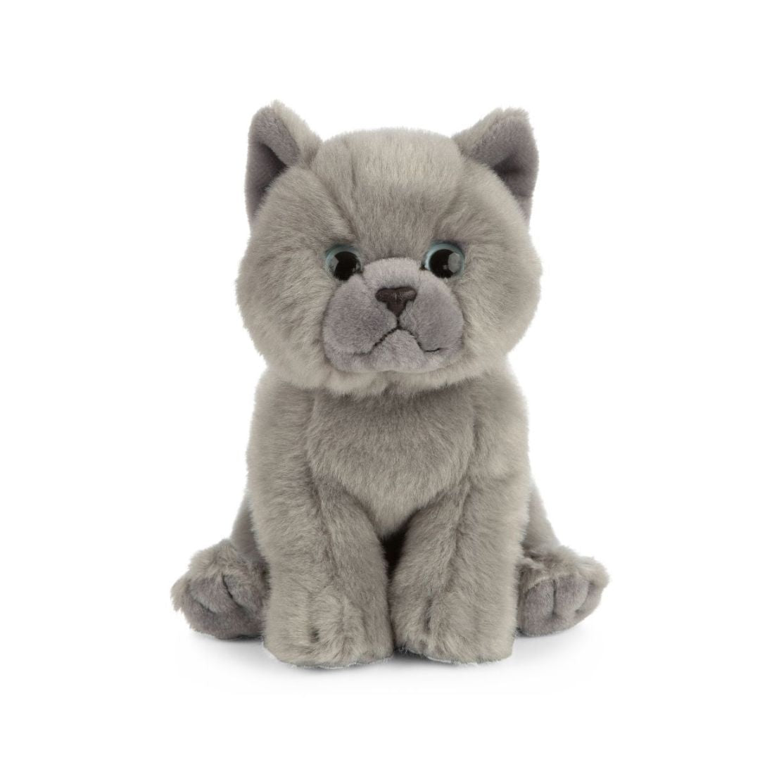 Living Nature British Grey Shorthair Kitten