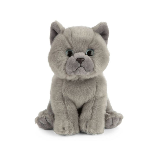 Living Nature British Grey Shorthair Kitten