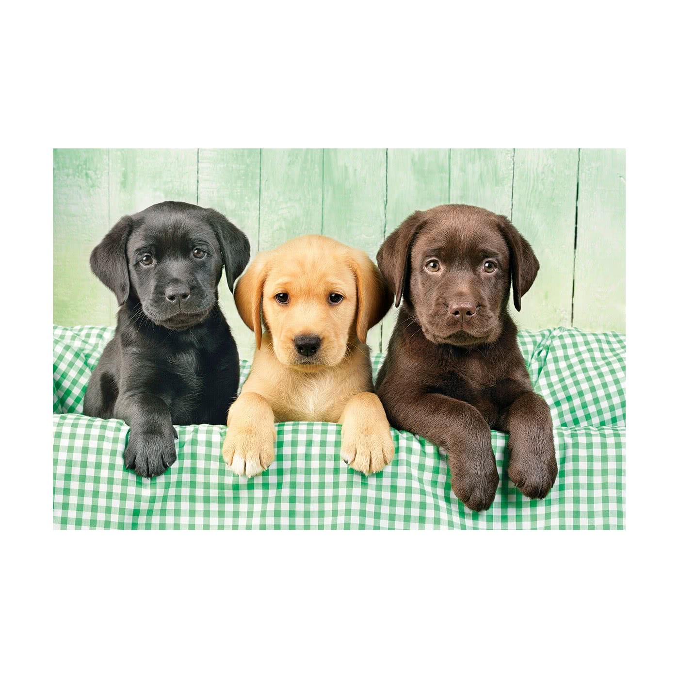 Clementoni Labrador Puppies 1000-Piece